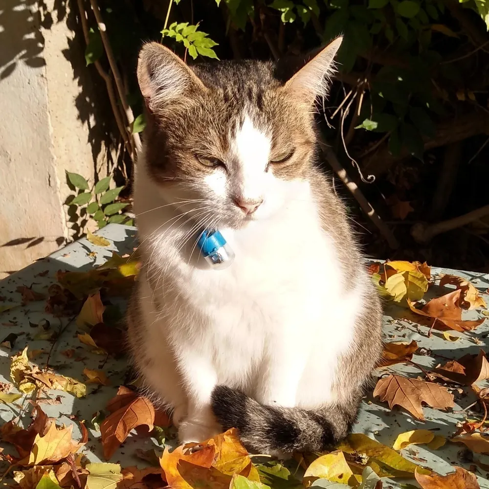 mumshoes.bsky.social's profile picture