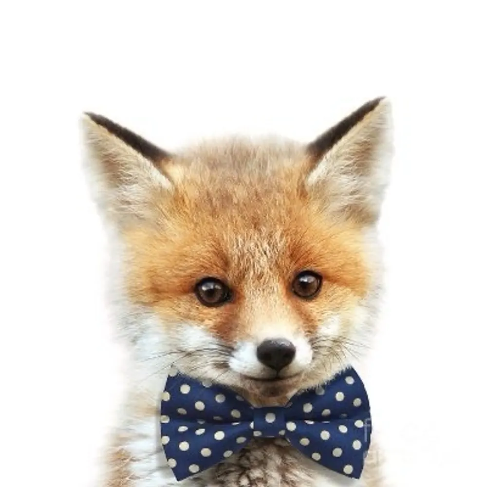 amunicipalfox.bsky.social's profile picture