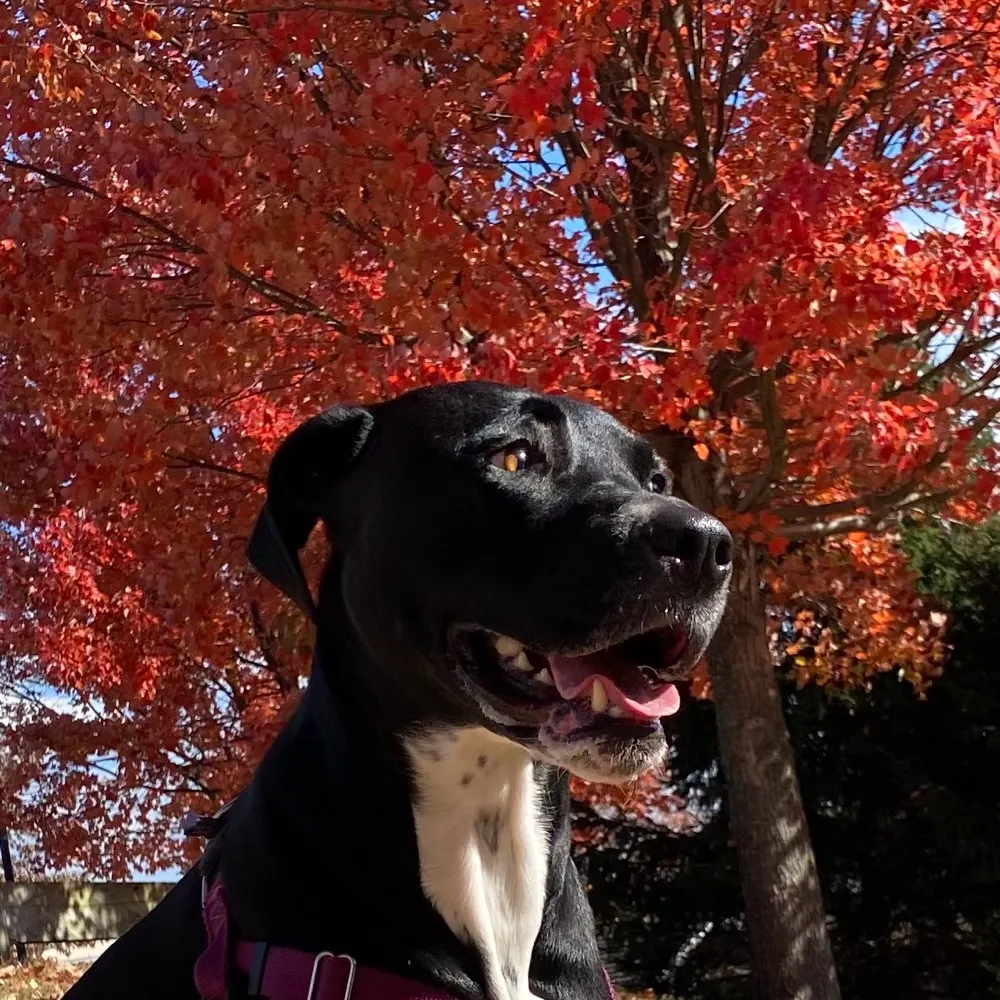 pete-mo.bsky.social's profile picture