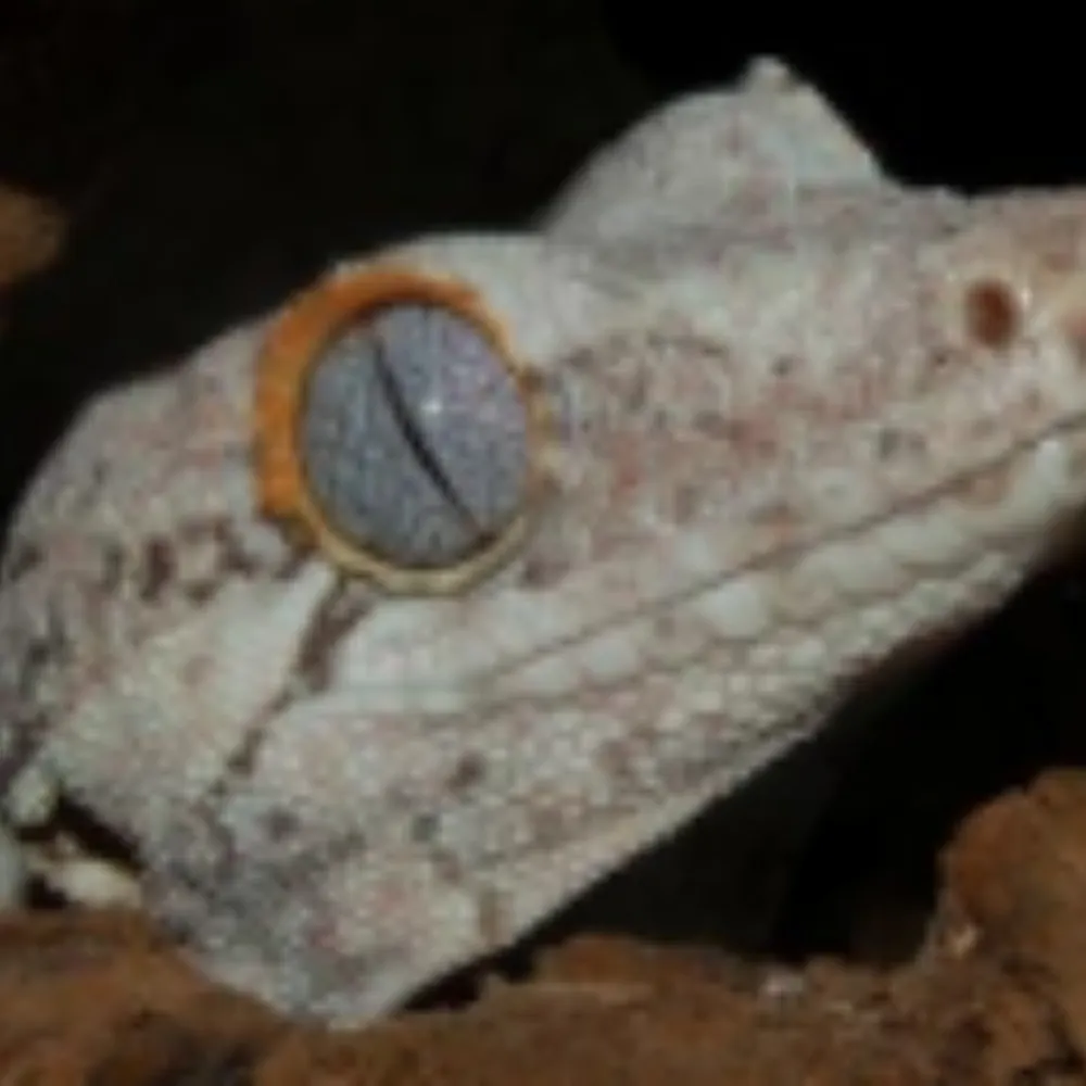 drgecko.bsky.social's profile picture