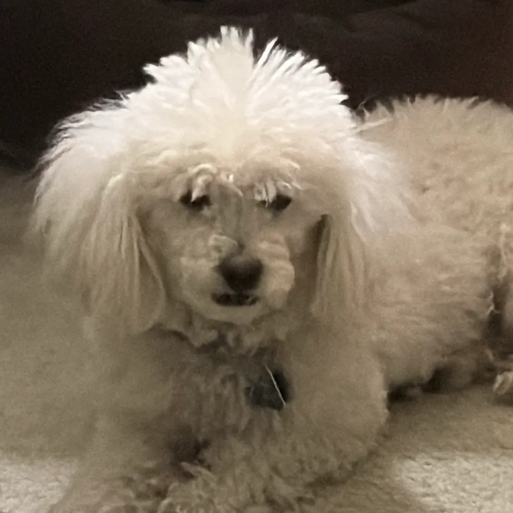 alumnette.bsky.social's profile picture