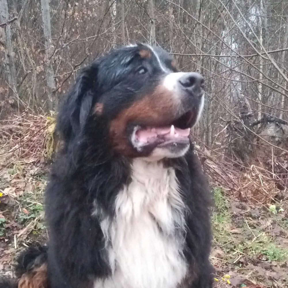 woidbua.eurosky.social's profile picture