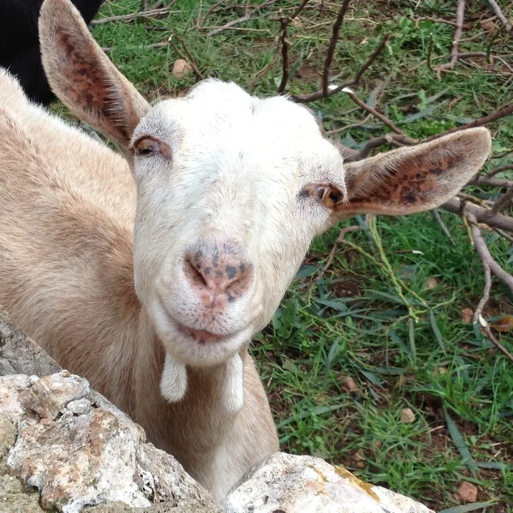 loisa.bsky.social's profile picture