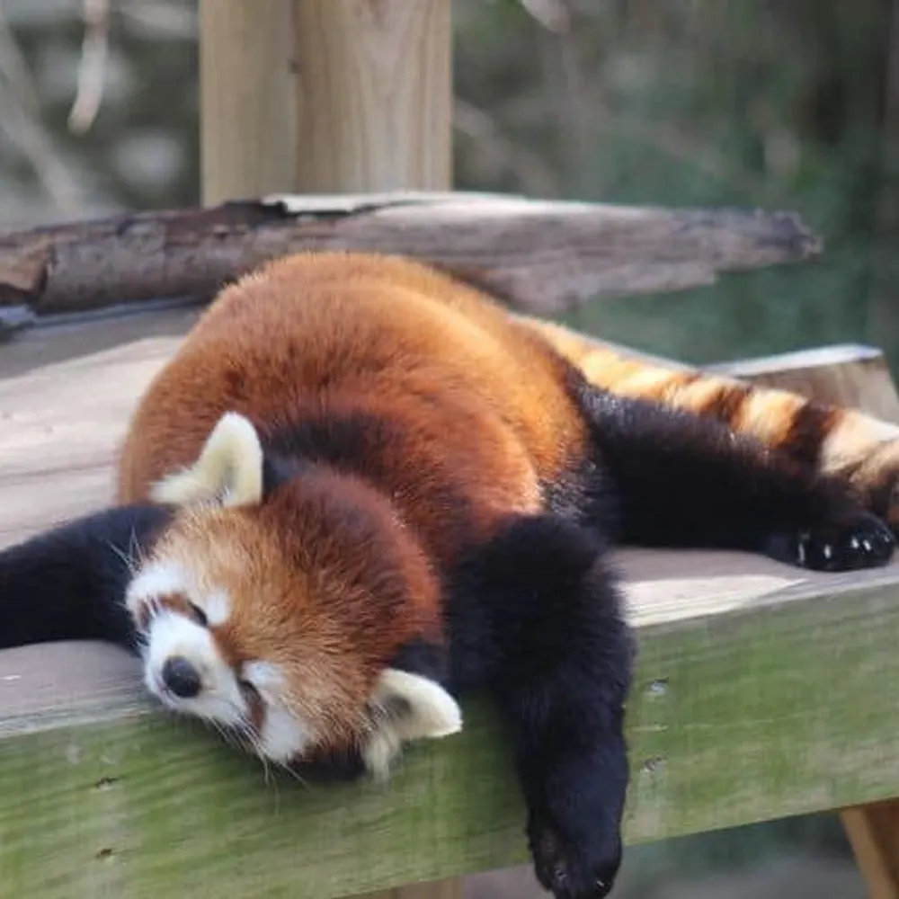 eosine911.bsky.social's profile picture