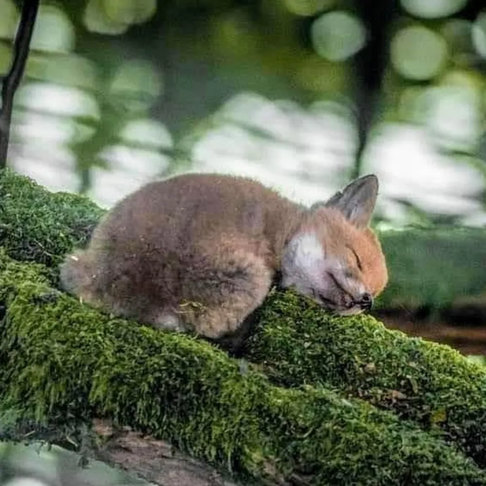 a-dorkable.bsky.social's profile picture