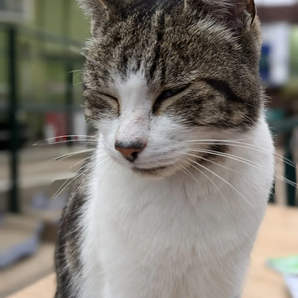 allotmentcat.bsky.social's profile picture