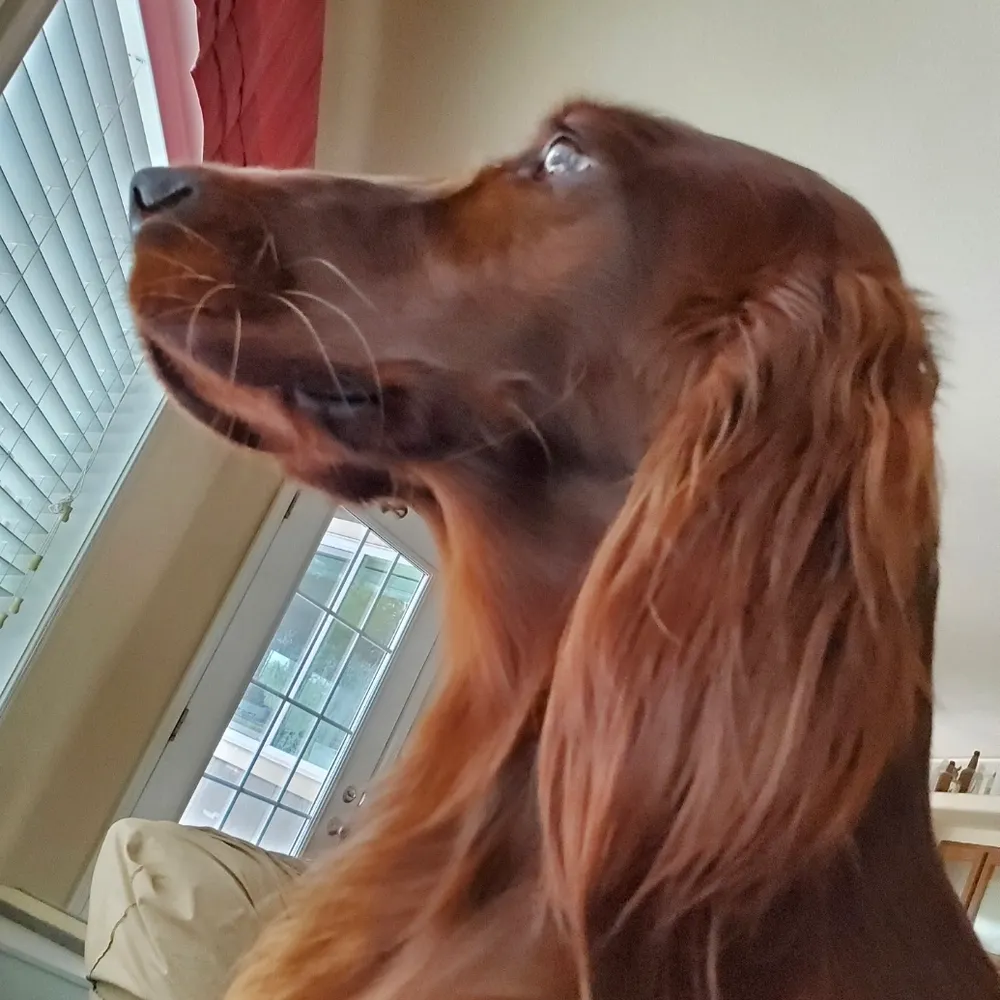 robinreissitar.bsky.social's profile picture