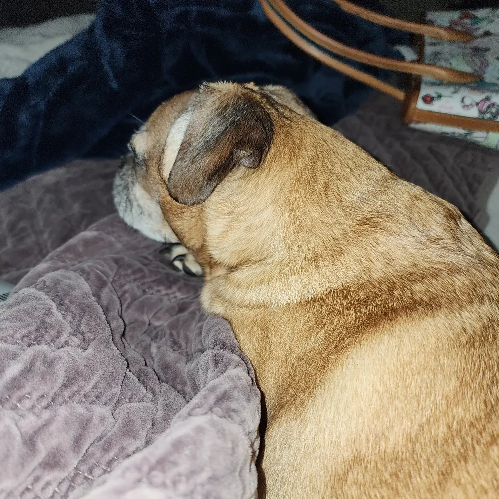 puglove888.bsky.social's profile picture