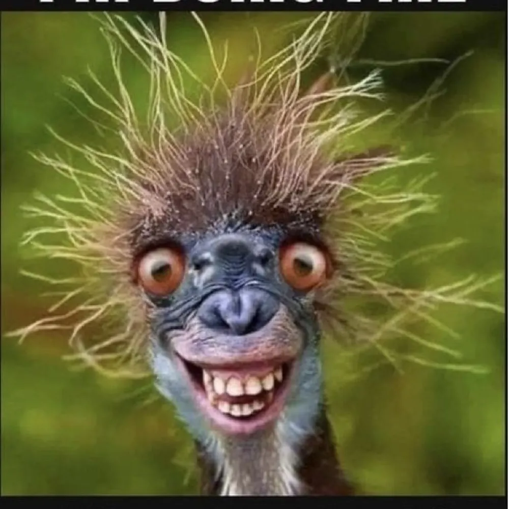 gittel712.bsky.social's profile picture