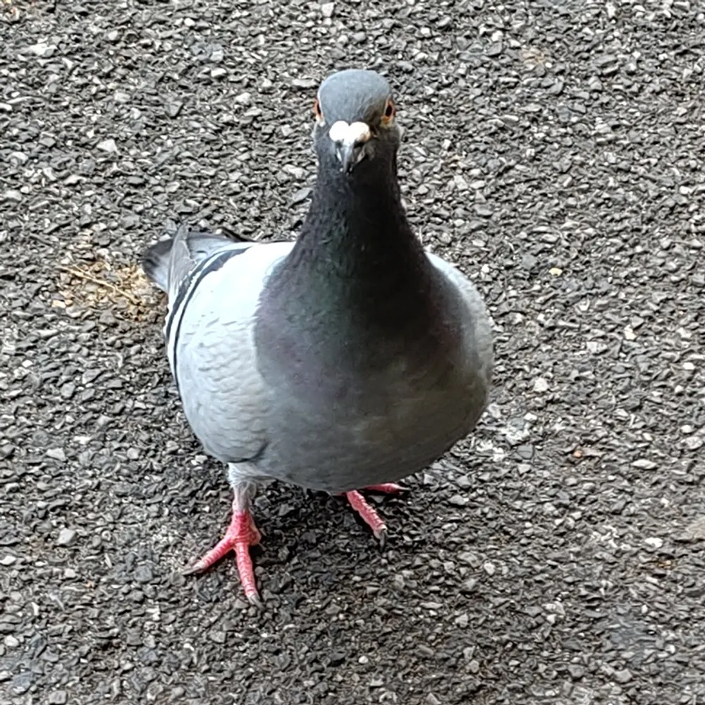 sainteleutherius.bsky.social's profile picture