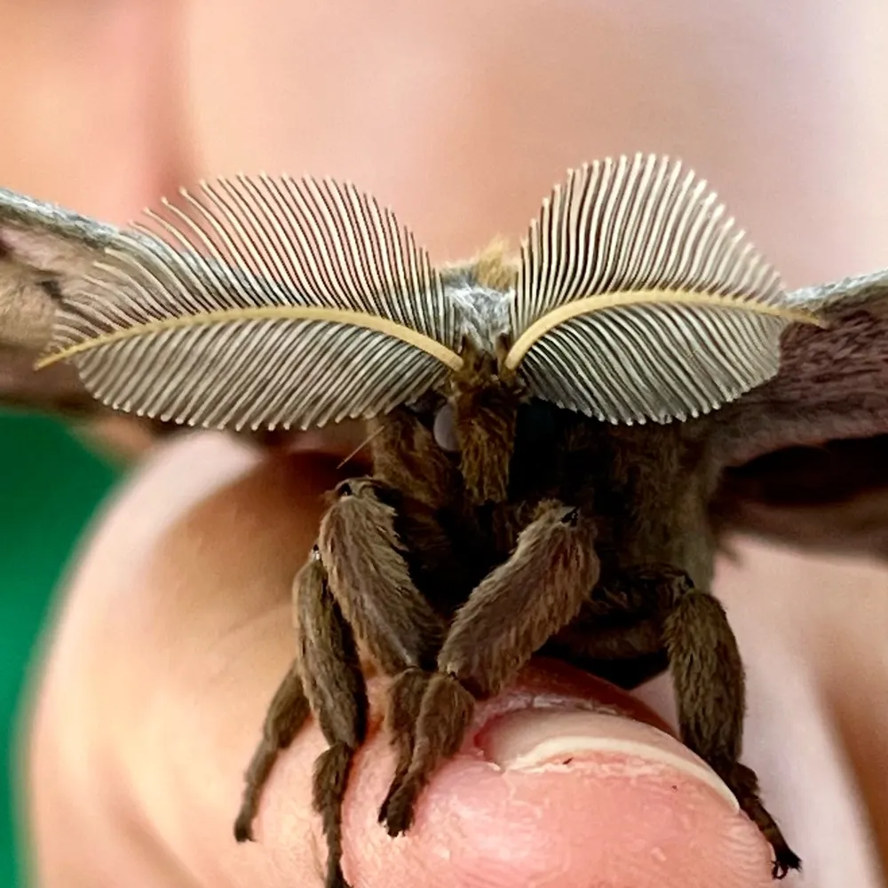 shatterfish.bsky.social's profile picture