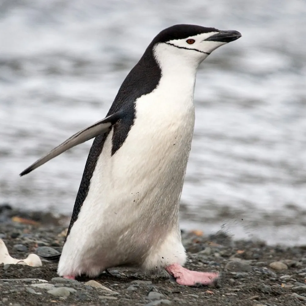 onbuu.bsky.social's profile picture