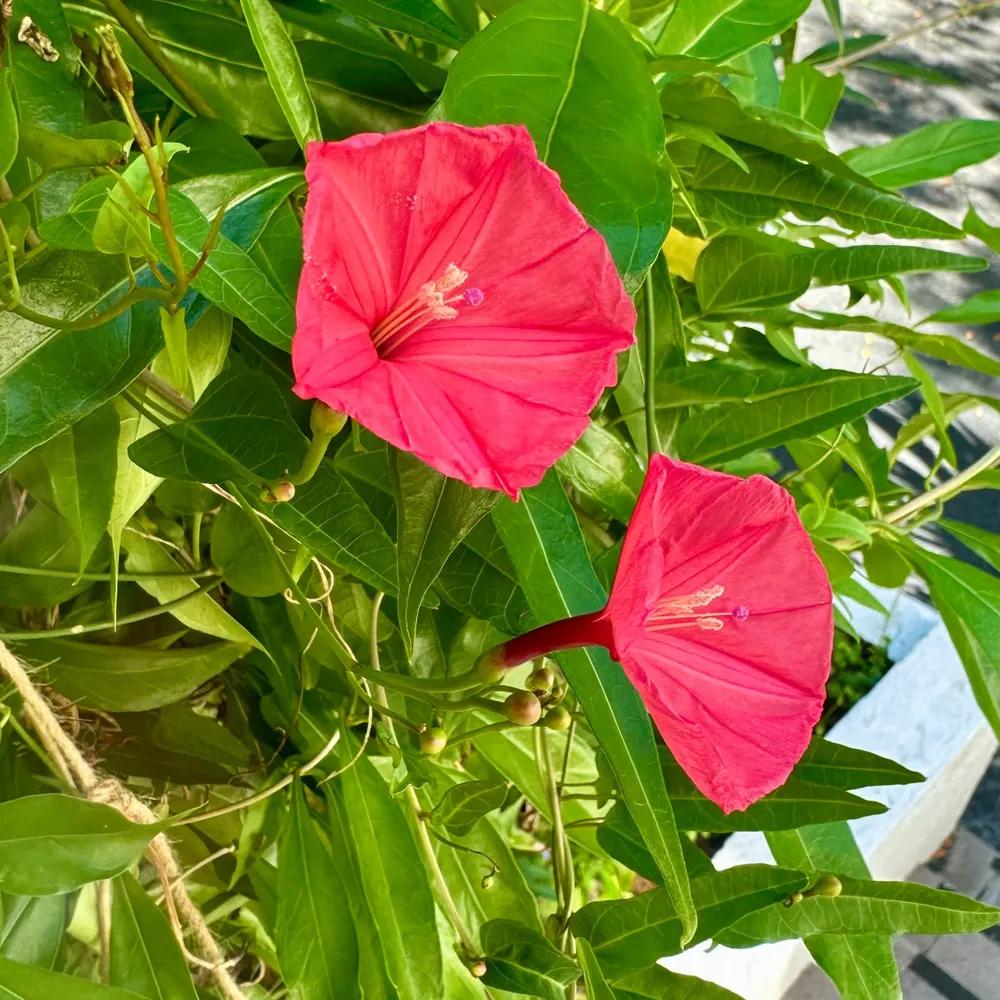 wikidgarden.bsky.social's profile picture