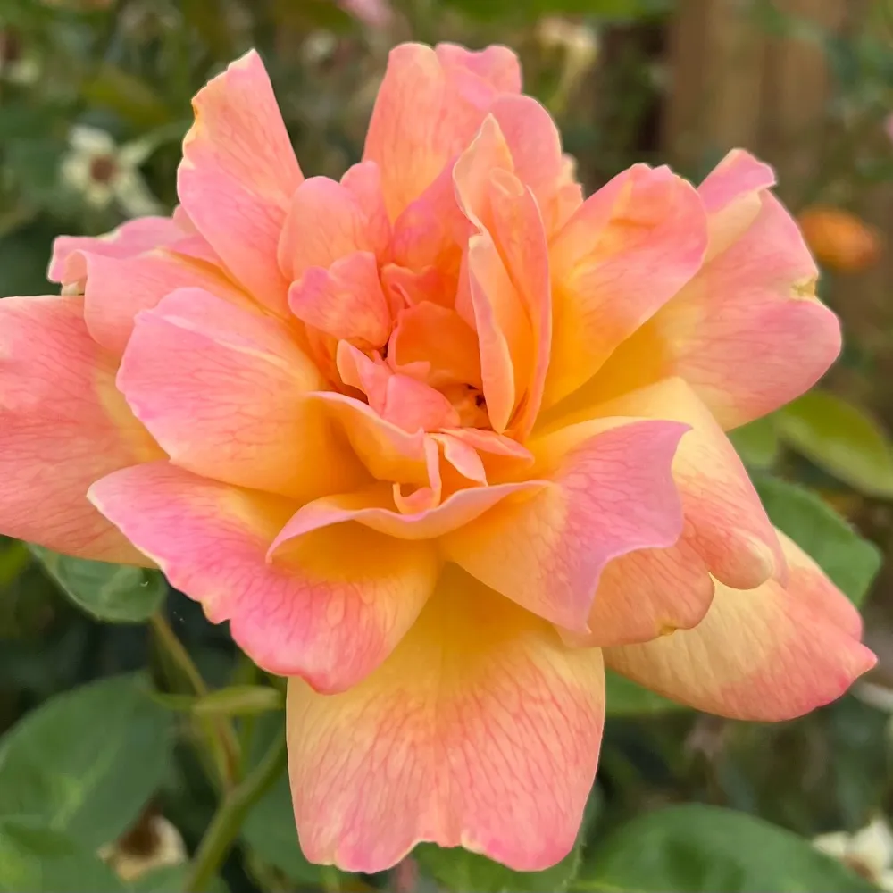 choozybunz.bsky.social's profile picture