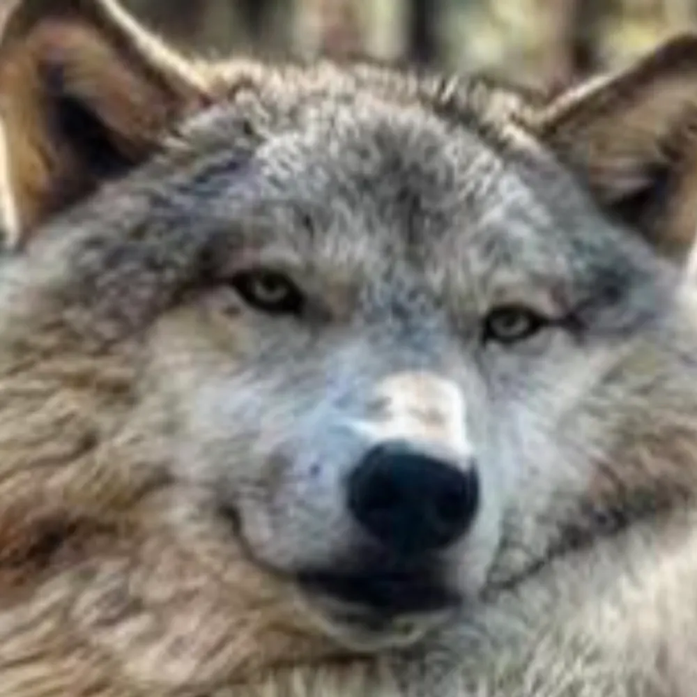 martin.dog's profile picture