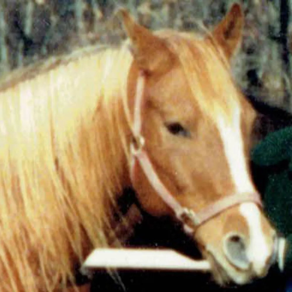 ponylarity.bsky.social's profile picture