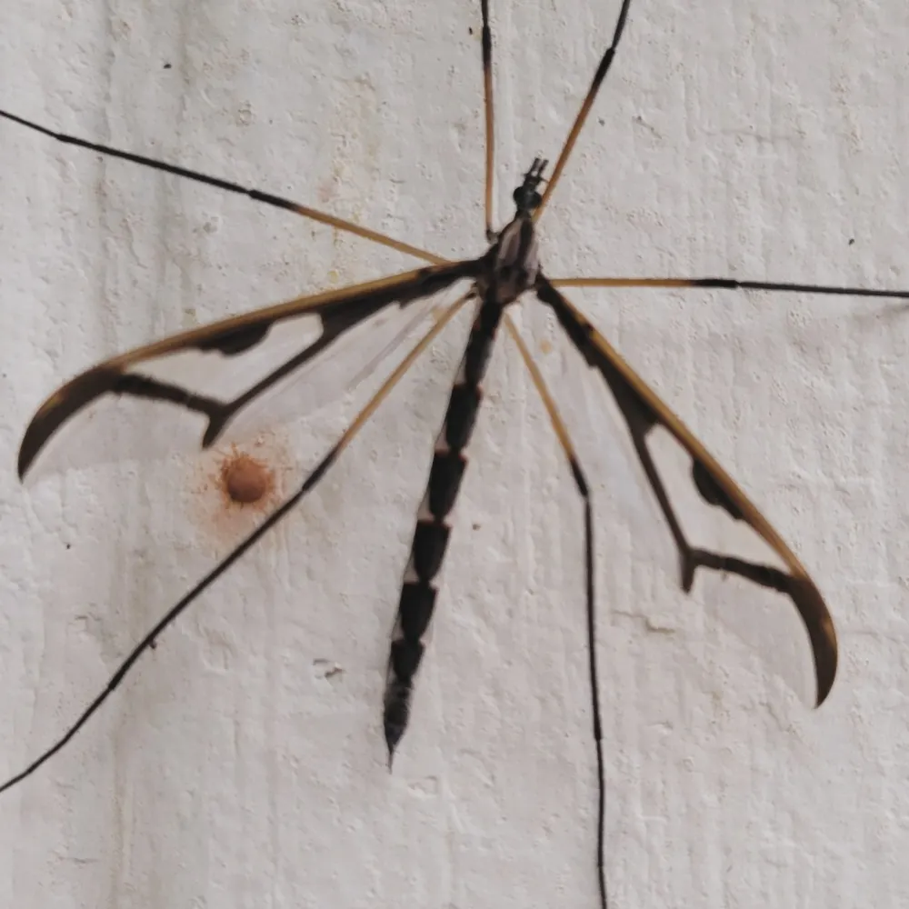 sybilte420.bsky.social's profile picture