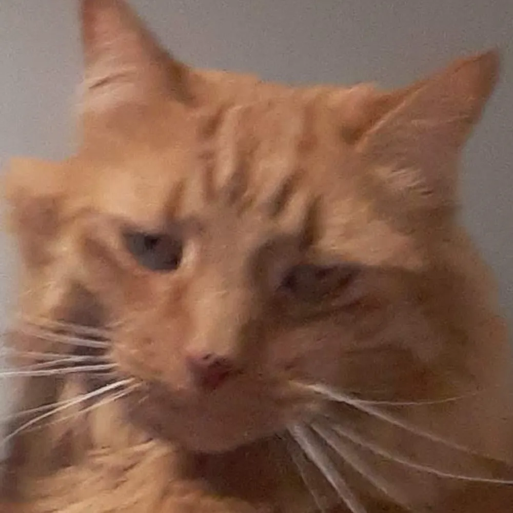 tkeifer.bsky.social's profile picture