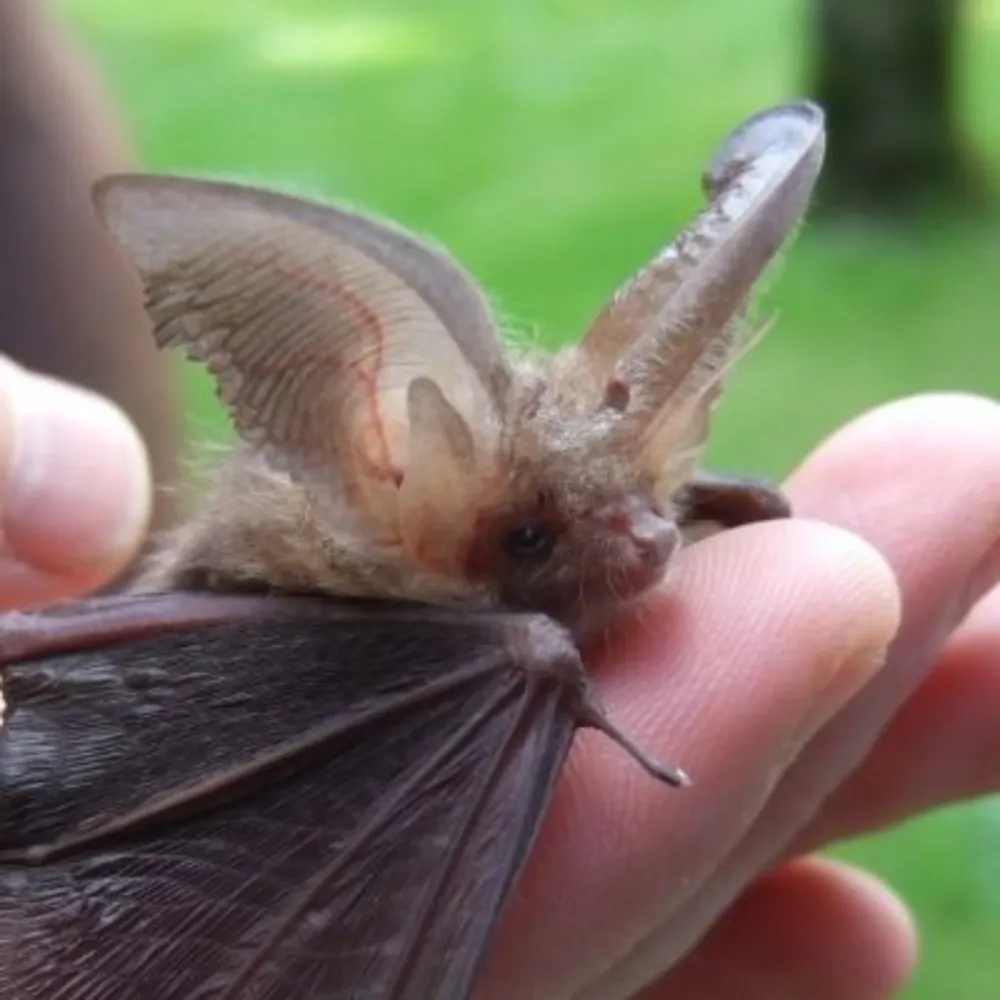 larvaecandy.bsky.social's profile picture