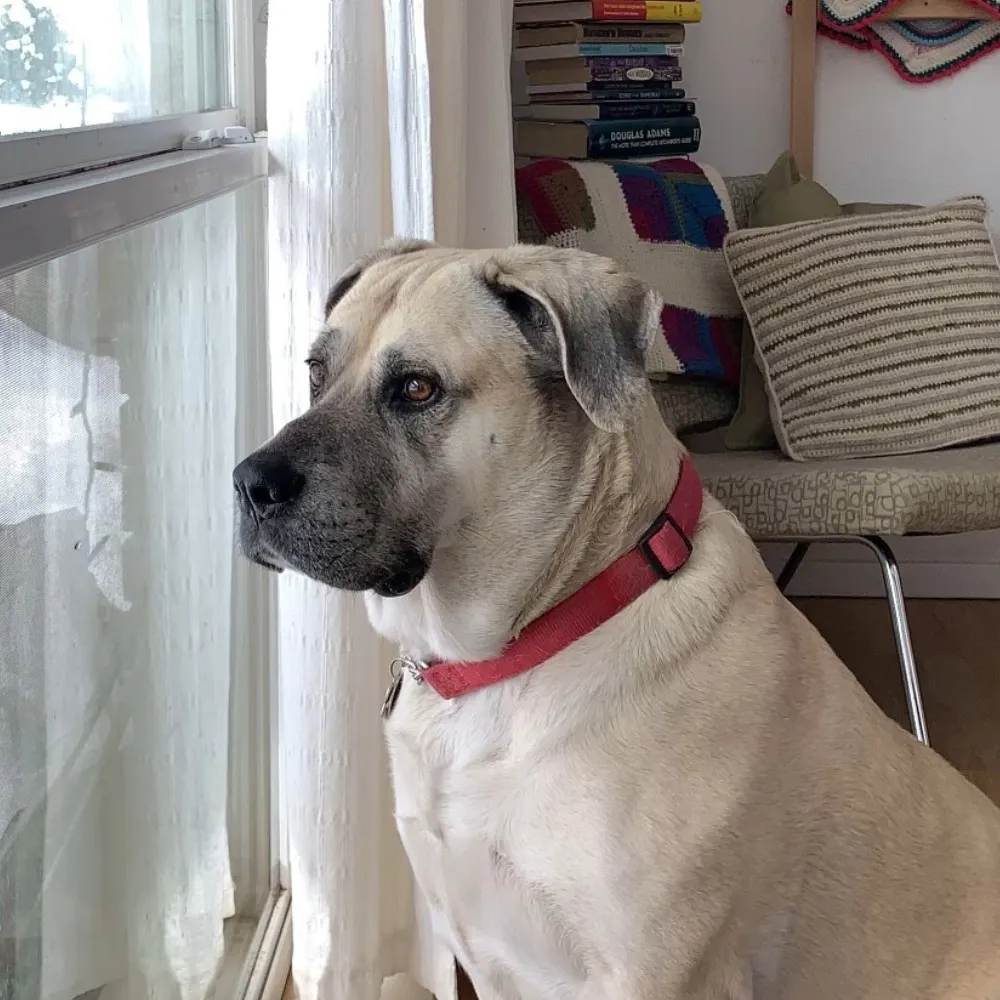 susanschorn.bsky.social's profile picture