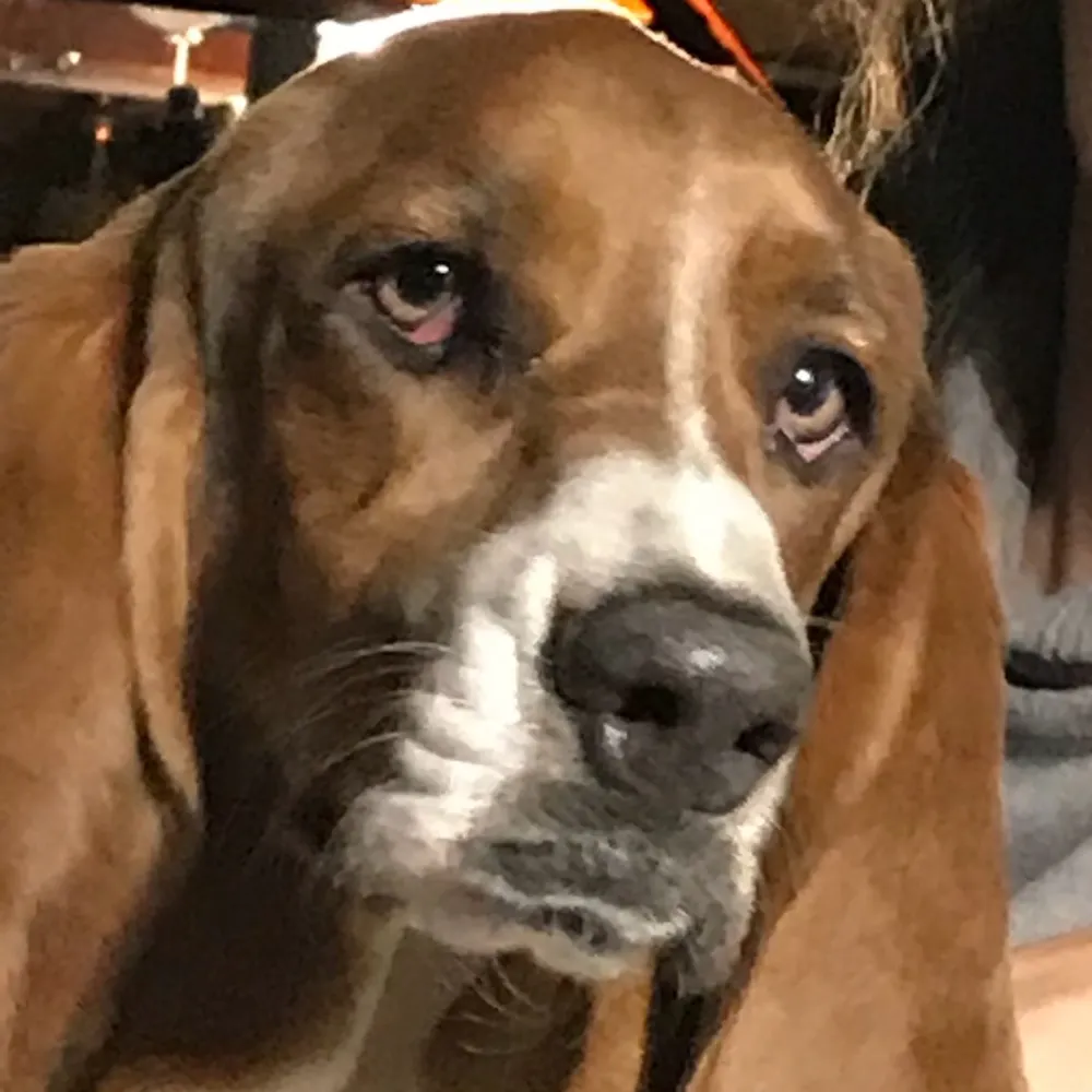 thebassetblue.bsky.social's profile picture