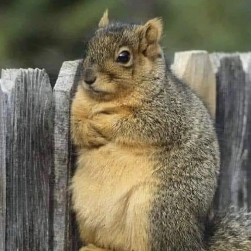 cookting.bsky.social's profile picture