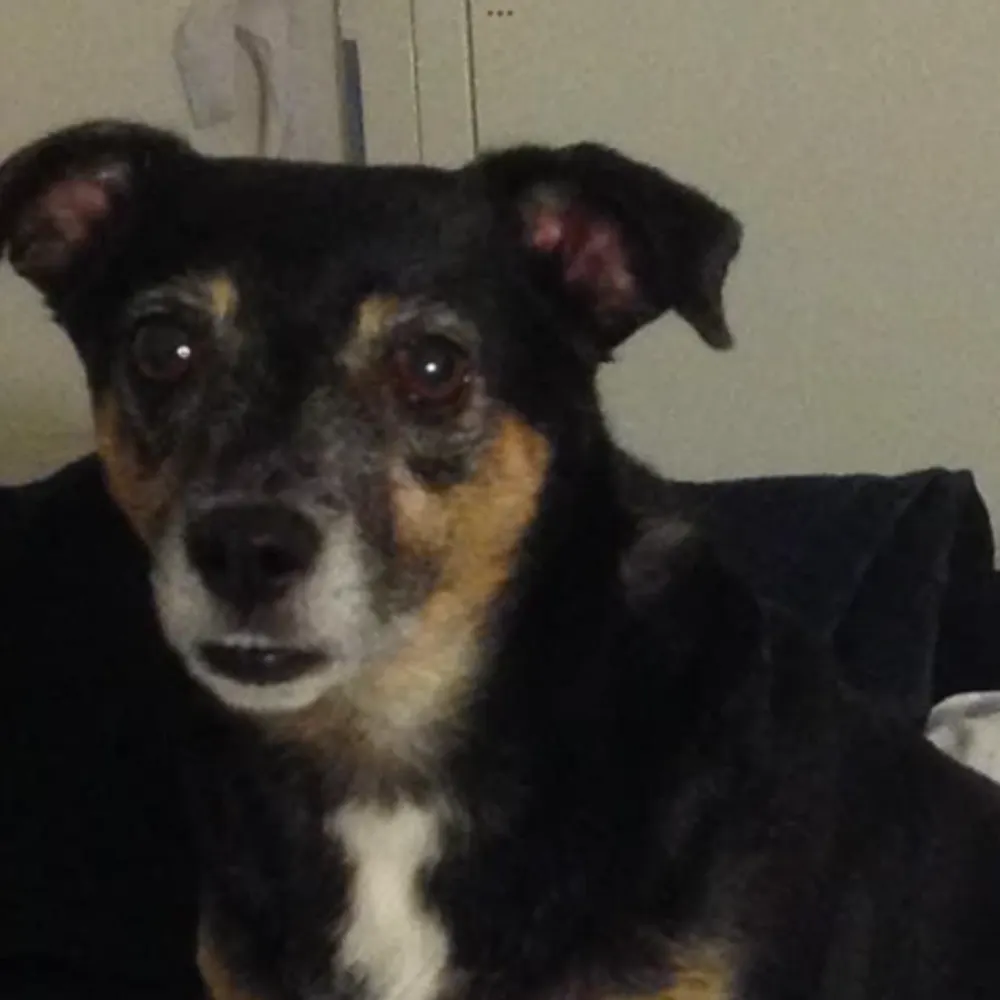 witchcrone.bsky.social's profile picture