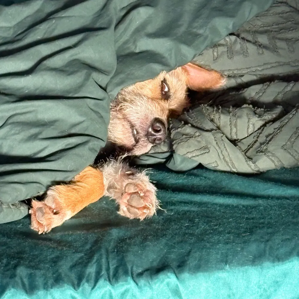 theinfamousroo.bsky.social's profile picture