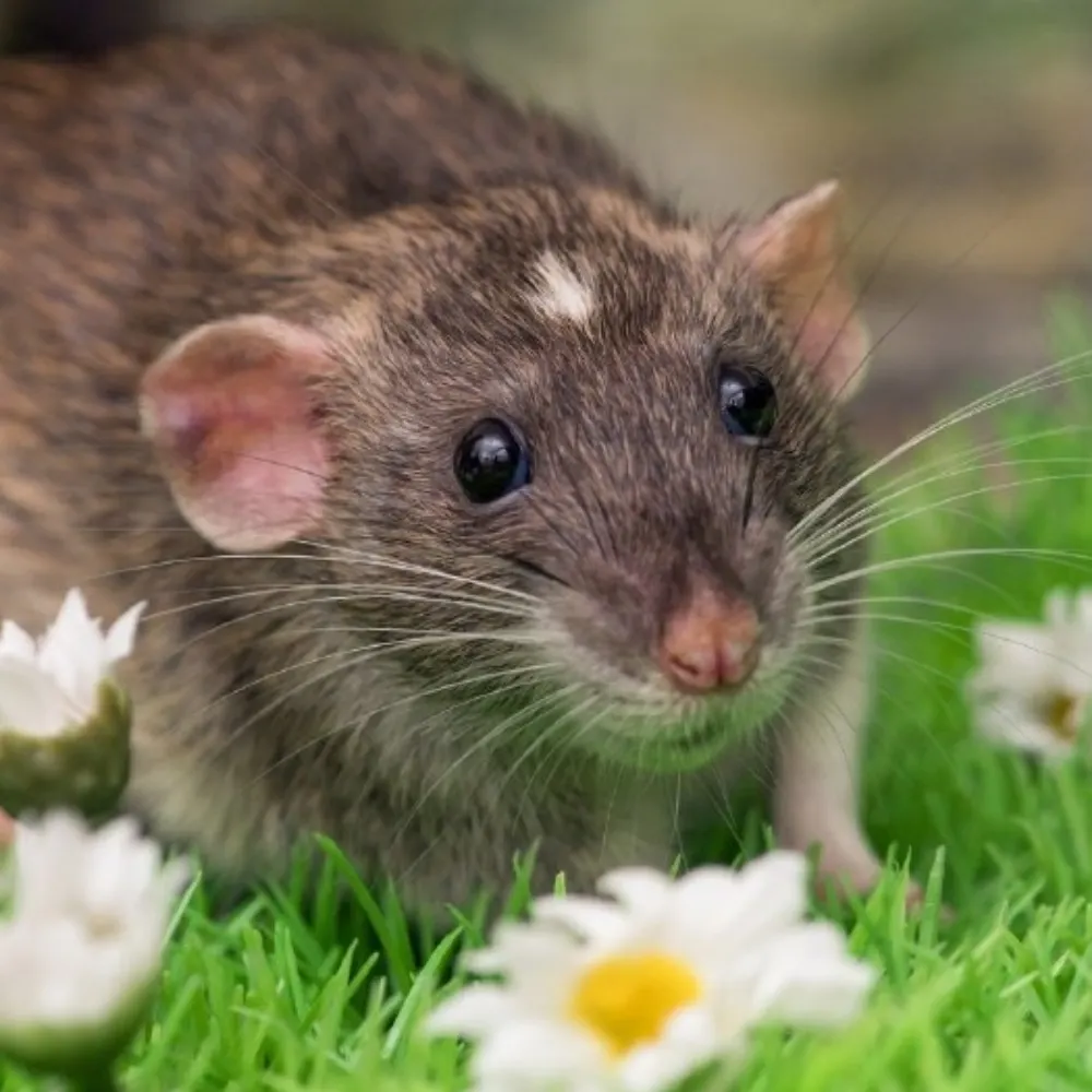 plushrat.bsky.social's profile picture