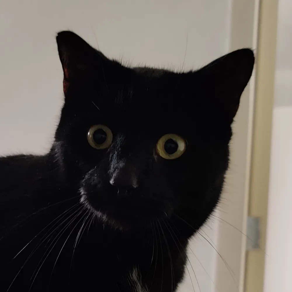 evelynvoid.bsky.social's profile picture