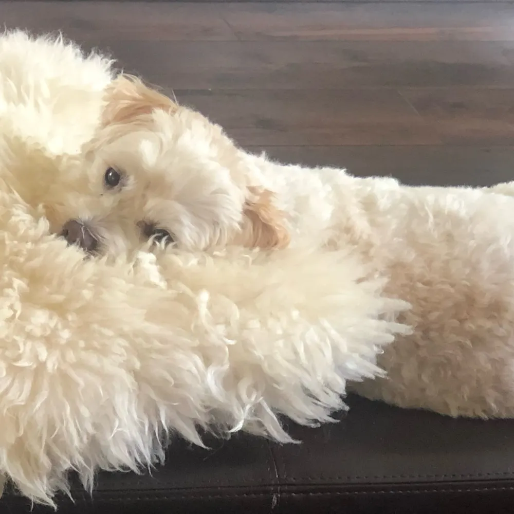 liripipe.bsky.social's profile picture