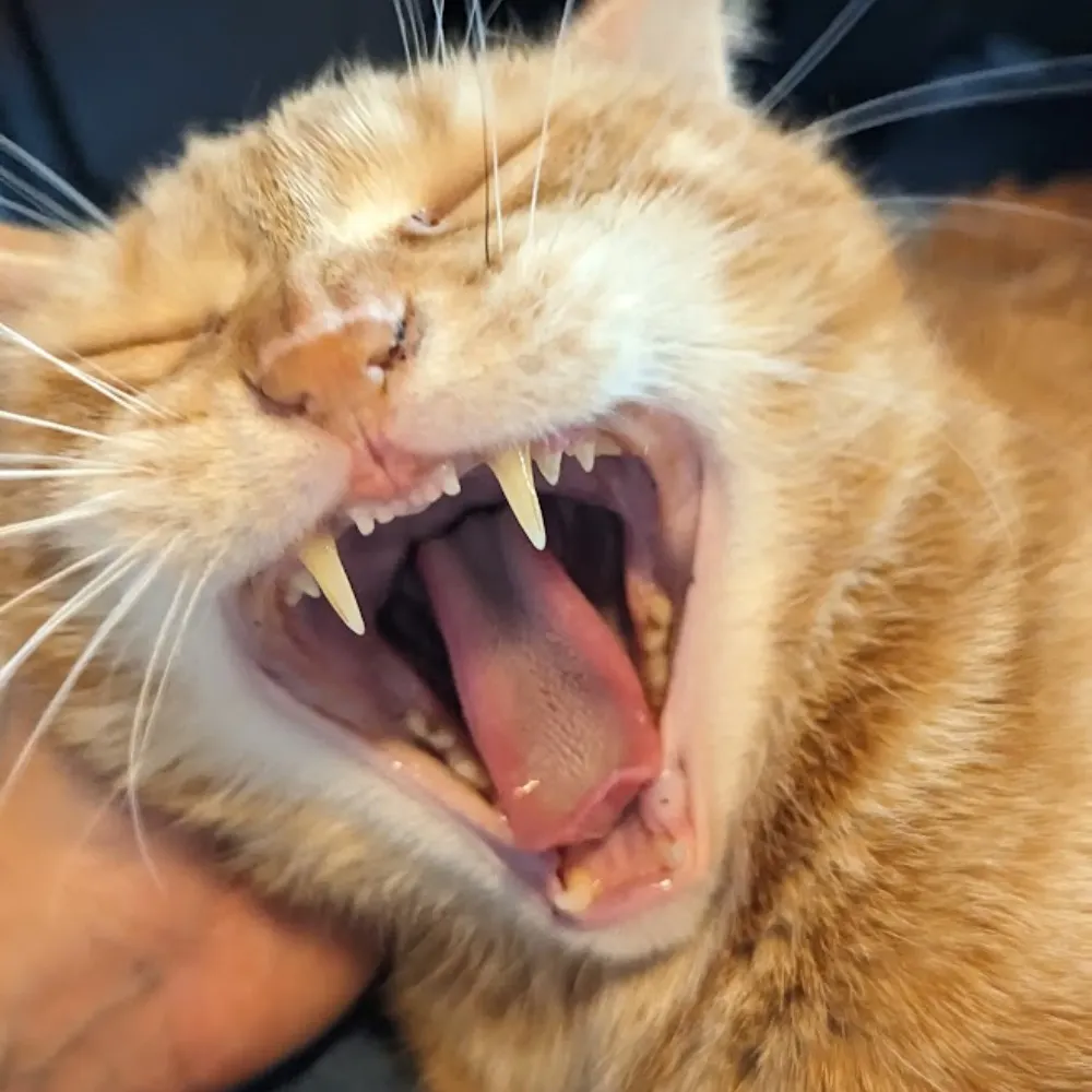 chartreuse.bsky.social's profile picture