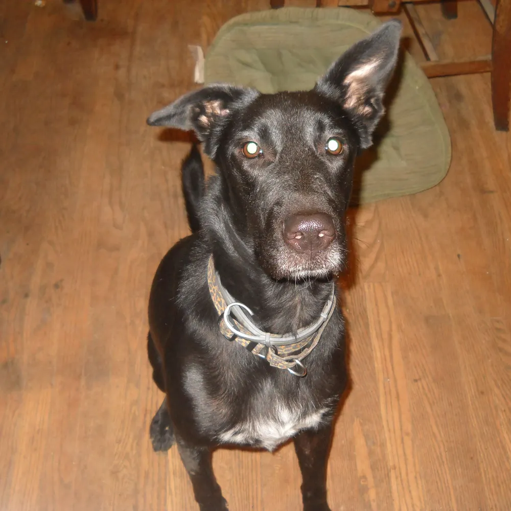 kikishelf.bsky.social's profile picture