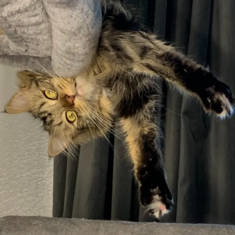 joshmallow.bsky.social's profile picture