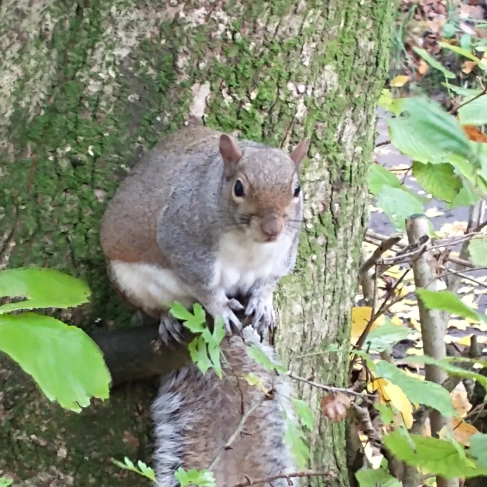 backosaur.bsky.social's profile picture