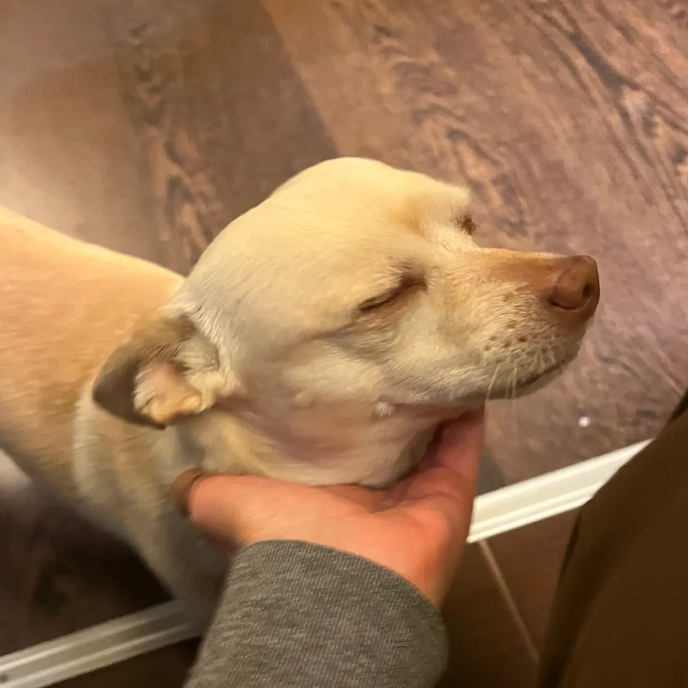 conmisperros.bsky.social's profile picture