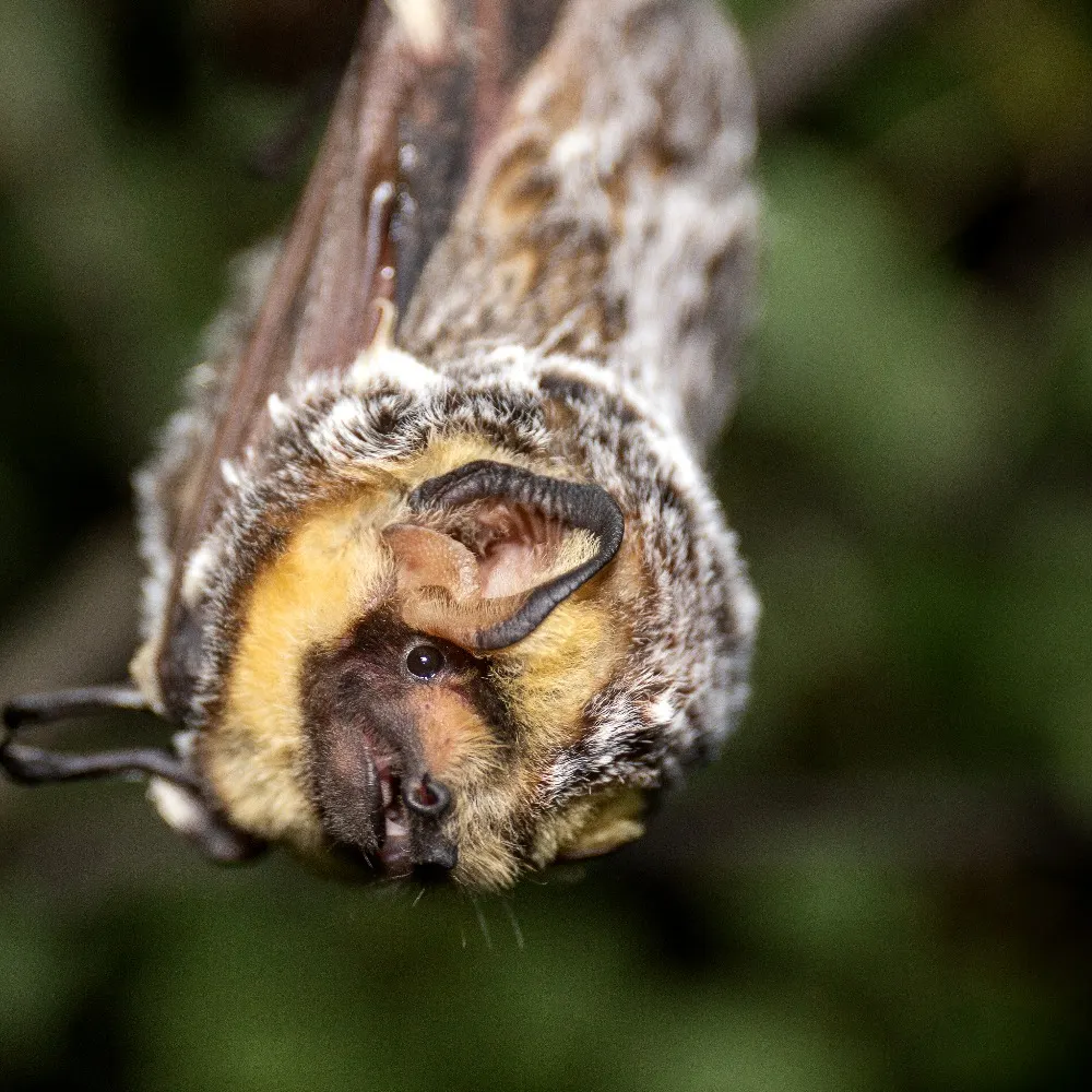 albertabats.bsky.social's profile picture