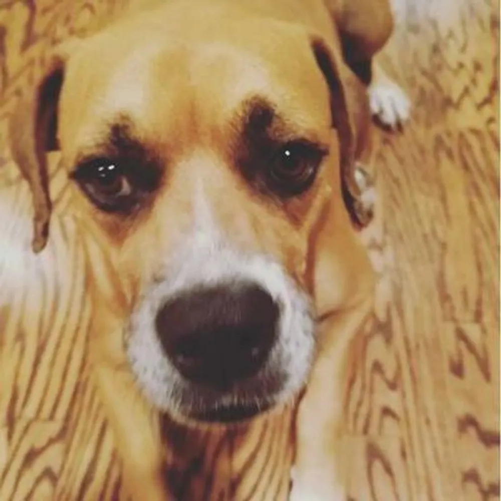 zperk.net's profile picture