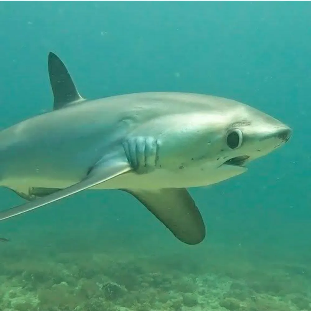 rothaiocht.bsky.social's profile picture