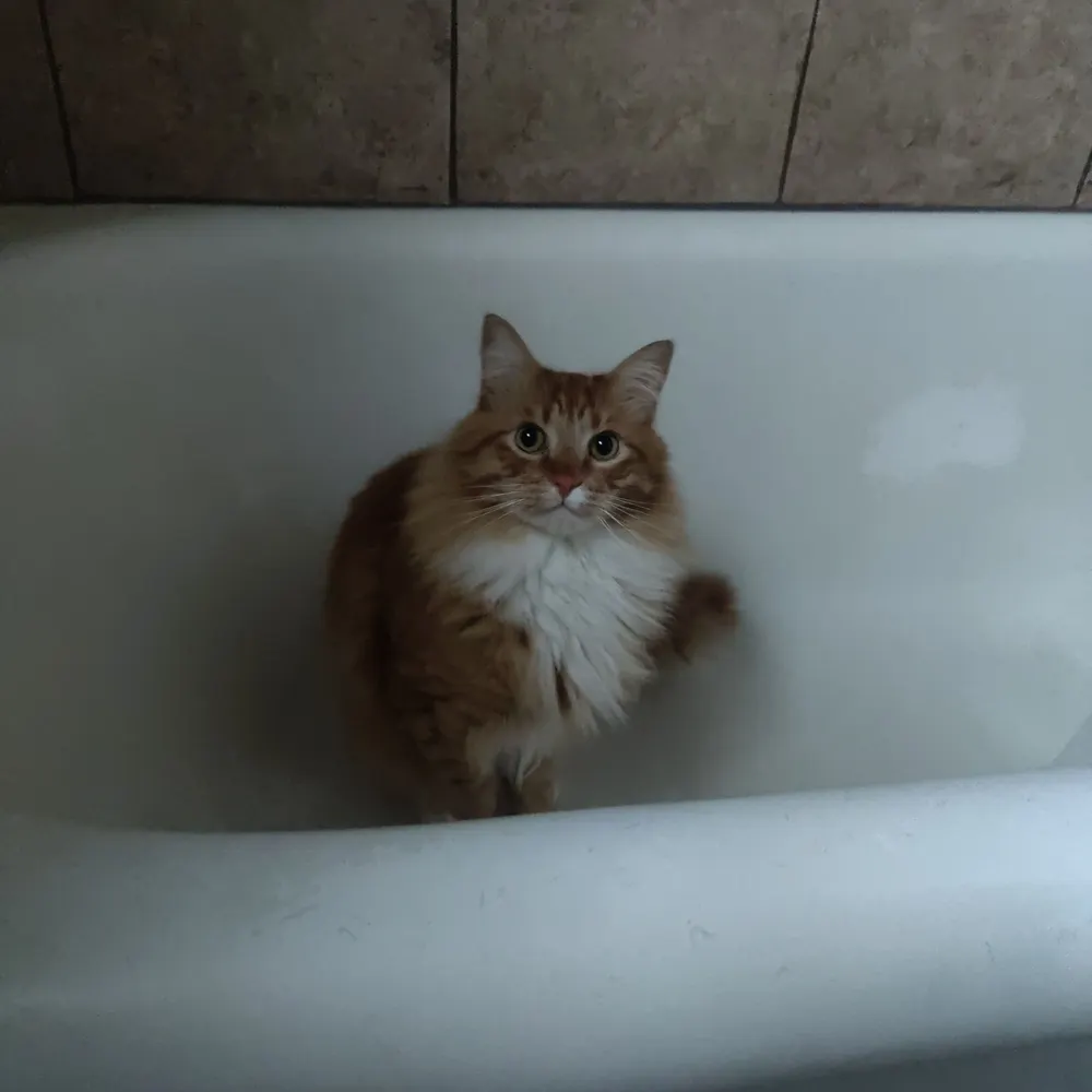 fluffocate.bsky.social's profile picture