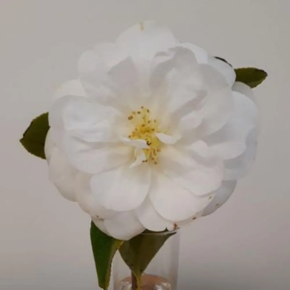 lucytelbar.bsky.social's profile picture