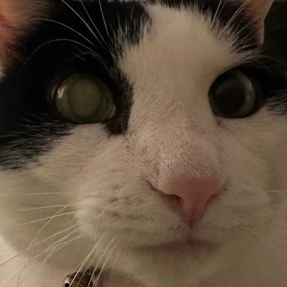 piedragon.bsky.social's profile picture