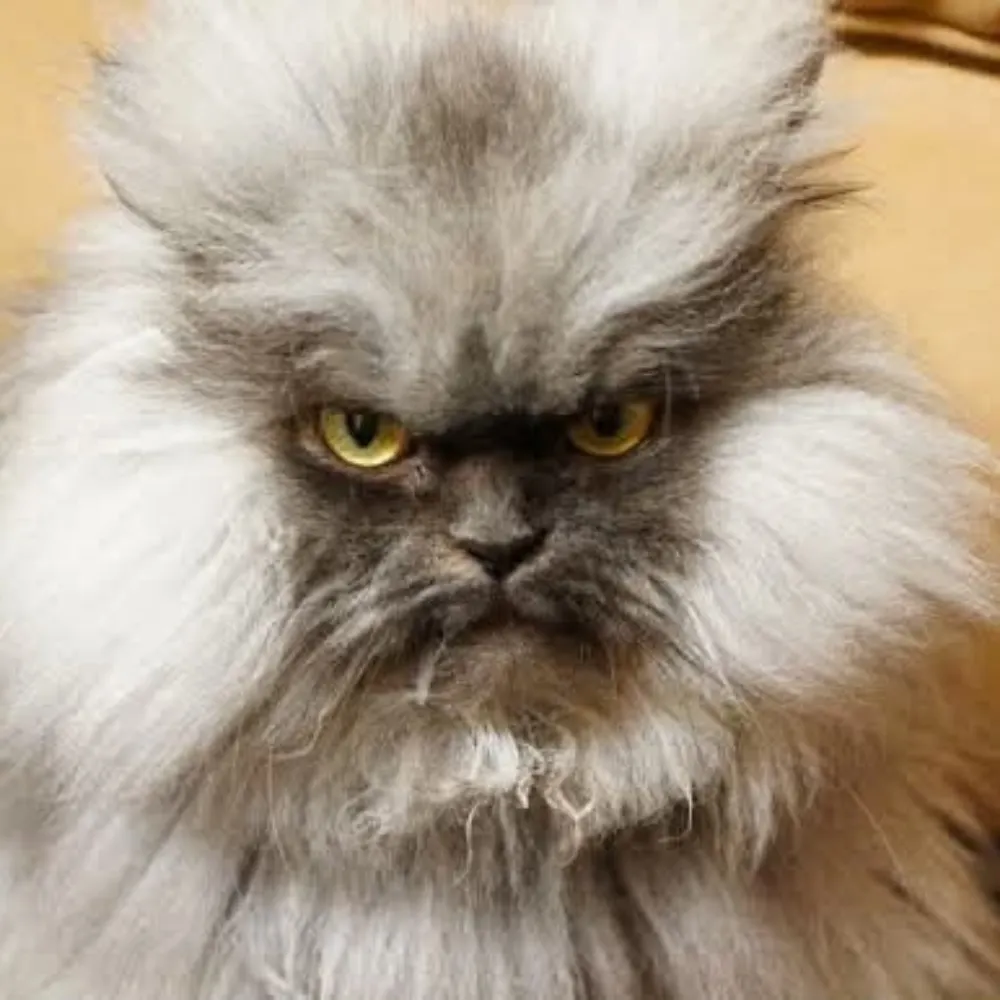 cats-are-evil.bsky.social's profile picture