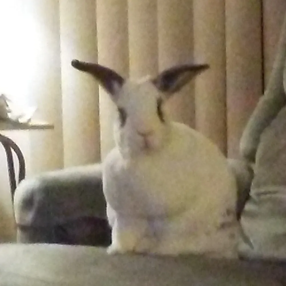 bob-chaos-detector.bsky.social's profile picture