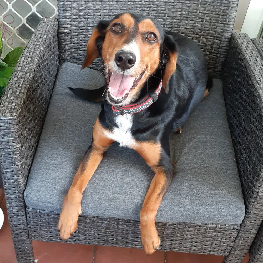 just-dave.bsky.social's profile picture