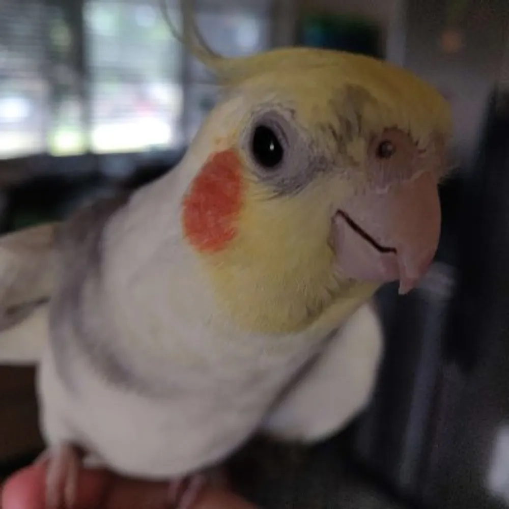 cynetrunner.bsky.social's profile picture