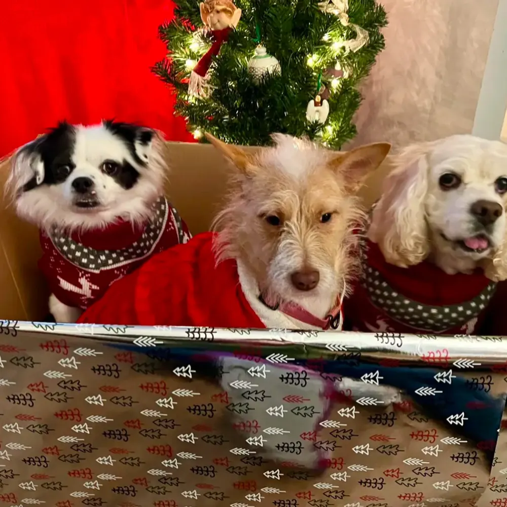 dogsdadbod.bsky.social's profile picture