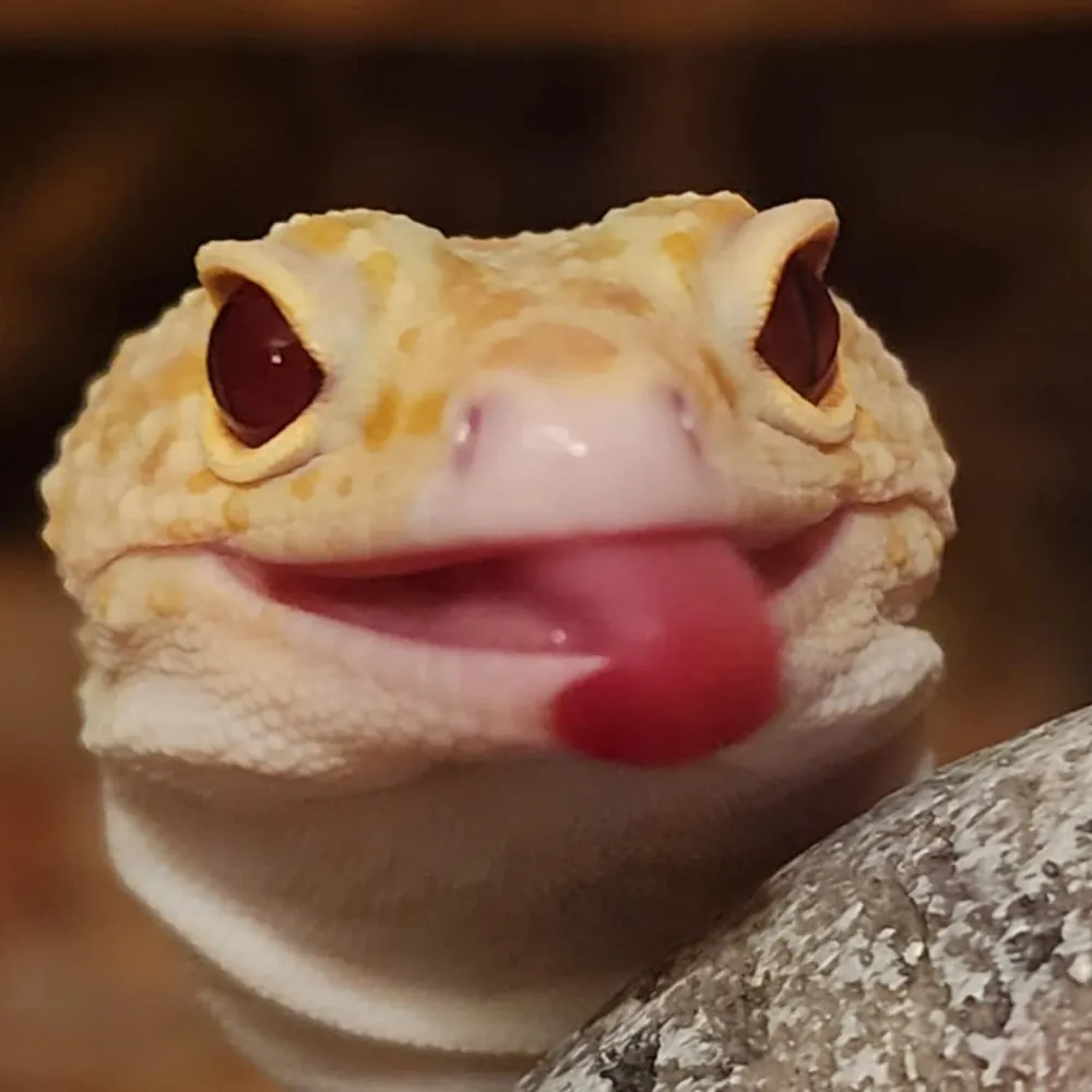 lobster-sweater.bsky.social's profile picture