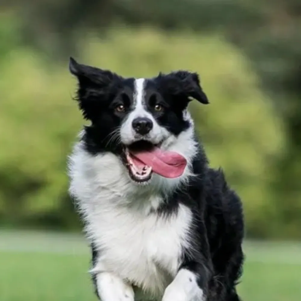 collie.bsky.social's profile picture