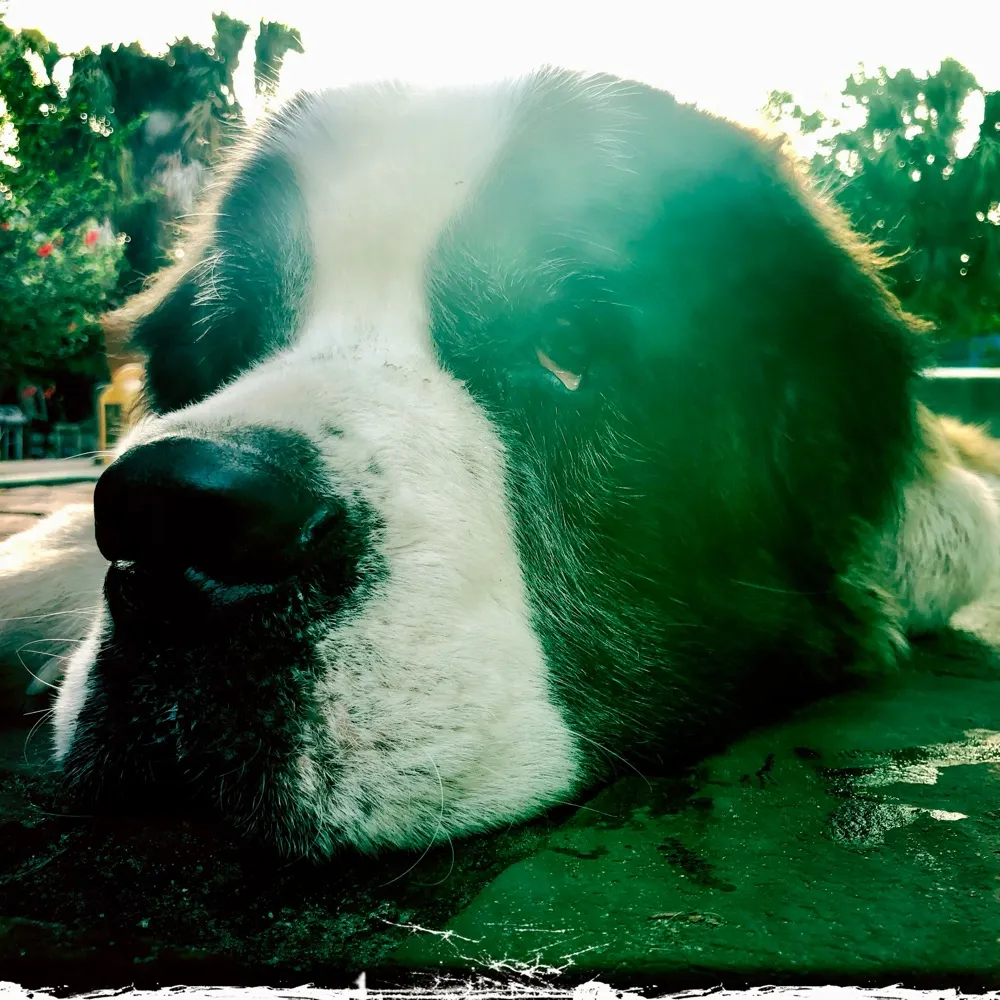 fluffhedd.bsky.social's profile picture